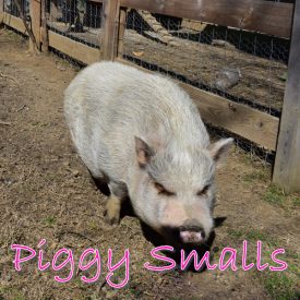 Piggy Smalls